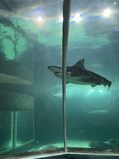 Hai Im Sylt Aquarium