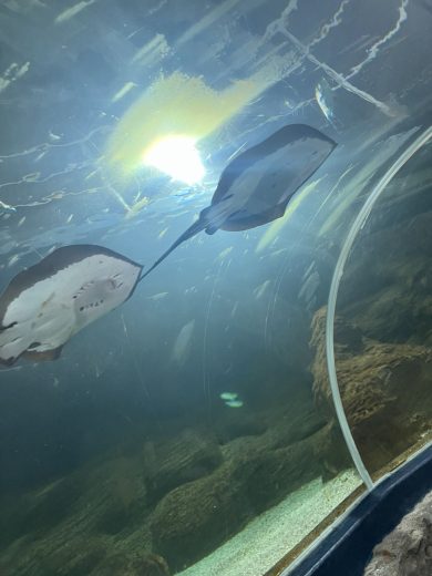 Rochen Im Sylt Aquarium