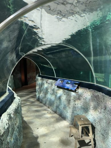 Wie Unter Dem Meer Im Sylt Aquarium